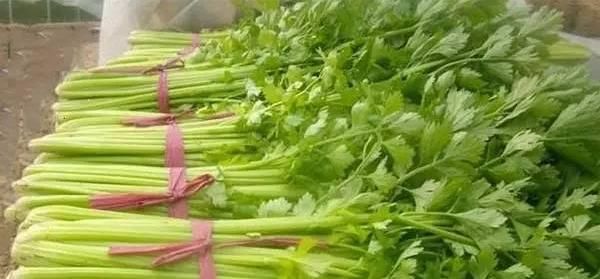 怎样吃芹菜更健康？吃芹菜能预防很多疾病！快了解一下吧！