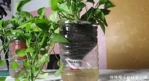 旧物|家中旧物拿来养花,1个花盆也不用买,种了满屋的花,漂亮实用