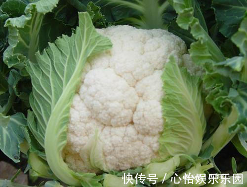 炒花菜时,只用盐水洗等于吃虫卵,大厨教你1招,虫卵自动跑光