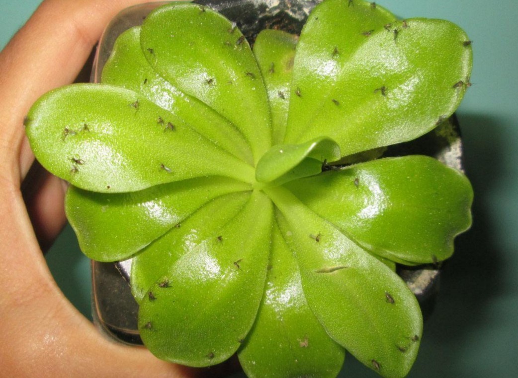 养花栽种前，混合土加点“粉末”，不生虫、长得旺，养啥都能用