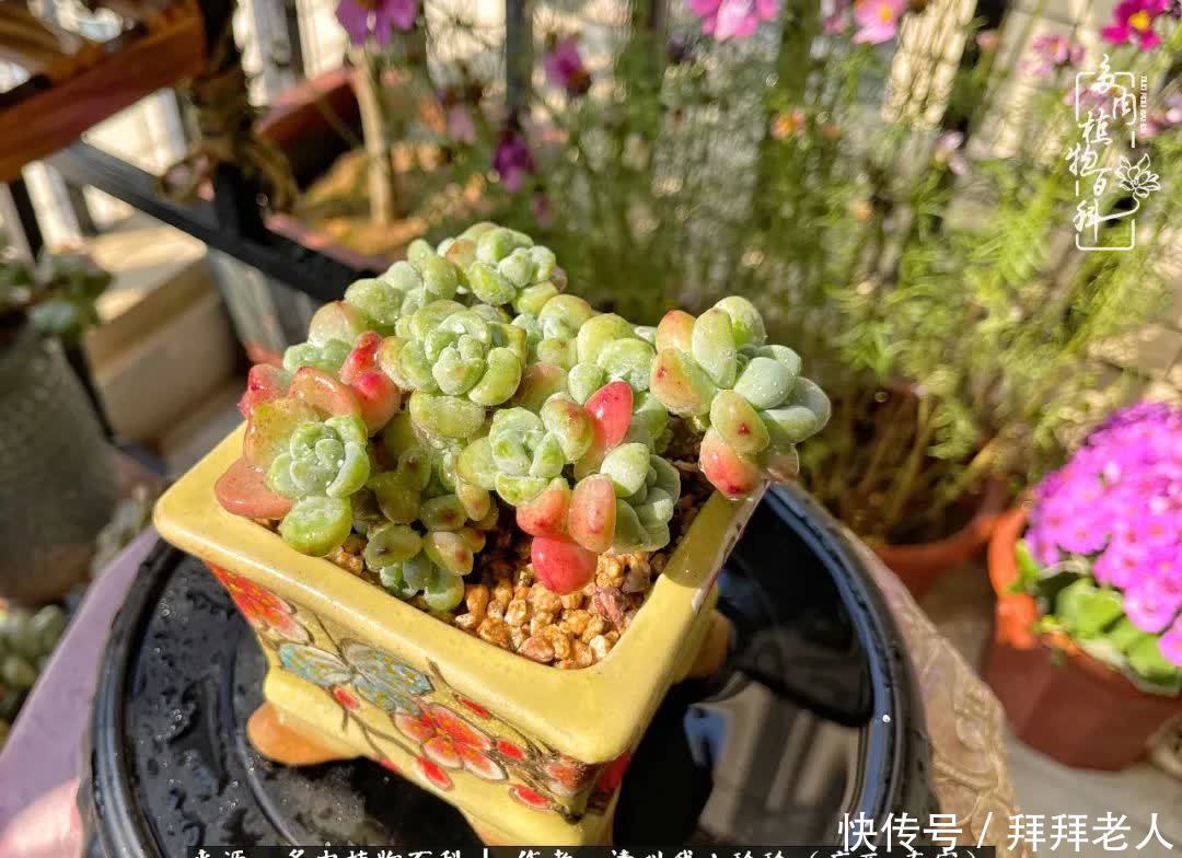 多肉与我,不负时光韶华!