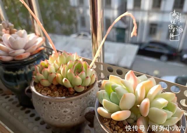 揭秘：那些干净又温暖的多肉照片从哪里来？