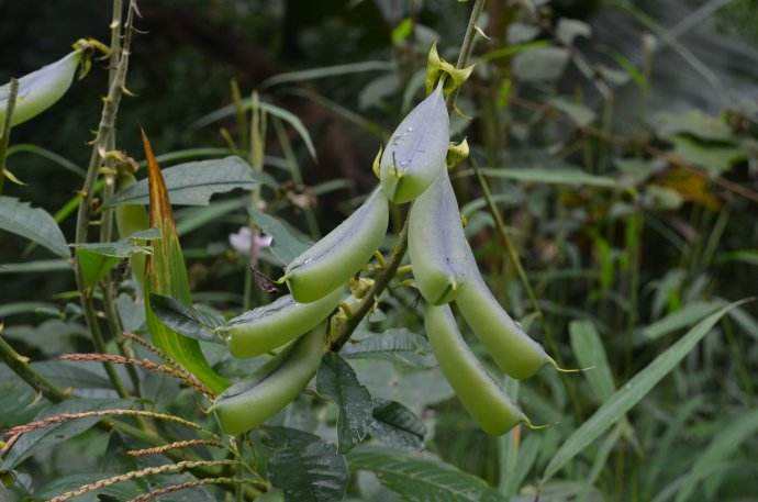 耳聋|花生地里常见的响铃草,是主治耳聋耳鸣的特效药,看到请珍惜