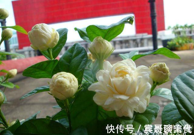 花友|这“三种花”爱淋雨，入春让它们“淋一淋”，撒欢长芬芳小半年