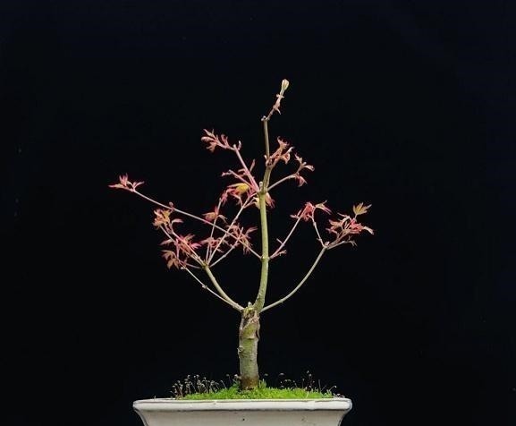 令人惊艳的国内花艺师盆景作品,平时很难见到,值得收藏与分享!