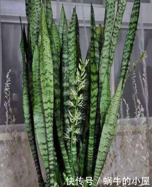 进入1月,给家里养“3种花”,寓意好、空气清新,越养越喜欢