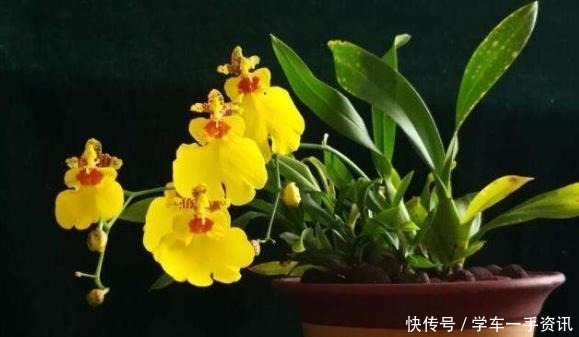 这种花家里一定养一盆,非常好养,花期超长,开花满屋“奶香味”!