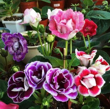 花朵|漂亮又好养的3种花,花朵粉嫩丰腴,绚丽夺目