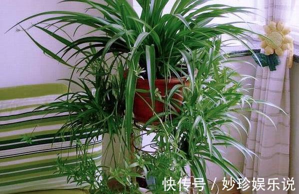 植物|修剪吊兰、发财树、长寿花，就参照割韭菜，半个月一茬刚好！