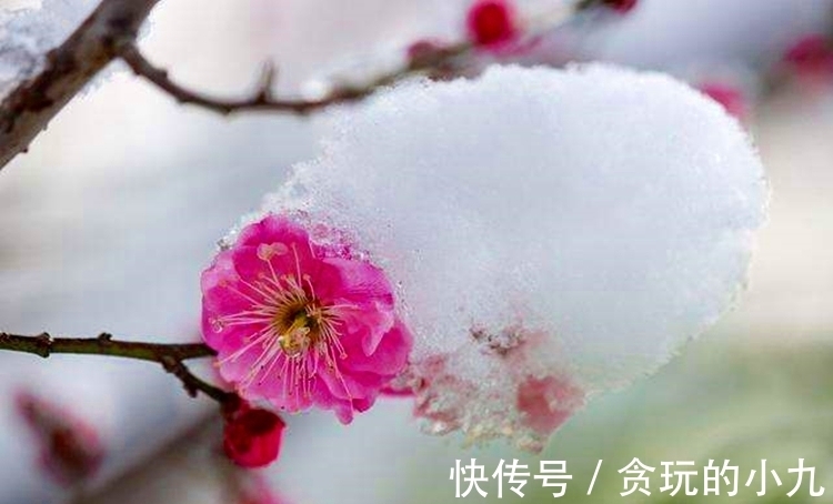 明代&梅开时节，梅花得意占群芳，邂逅古诗里的梅花韵致不输现场观光