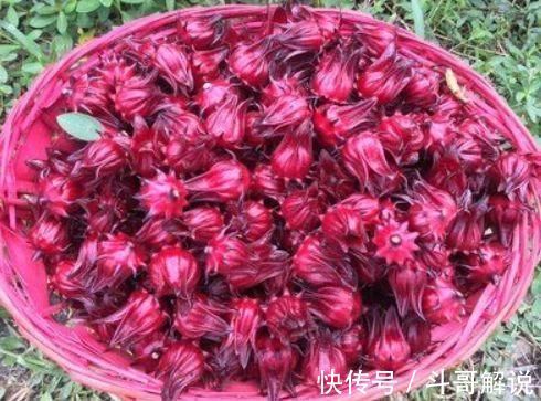 木耳|会吃的人最长寿,常吃三种食物,补充营养,提高免疫力,早吃早好