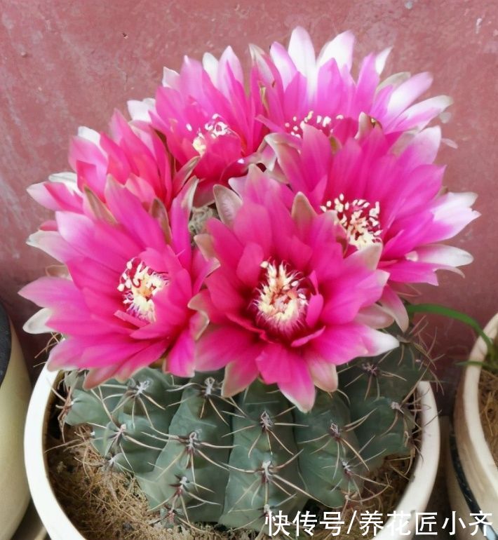 仙人球中有六个品种，它们是“开花劳模”，条件达到可以四季开花