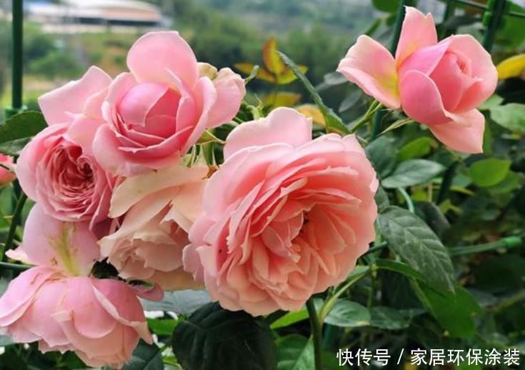 家庭养花,最受欢迎的4种花,高端大气上档次,人见人爱!