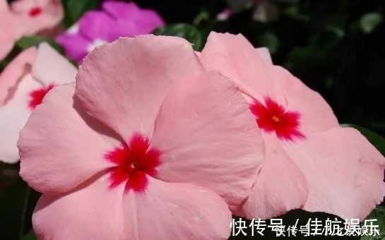 阳台上|4种花堪称花中仙子，一年到头都开花，花色绚丽超耀眼