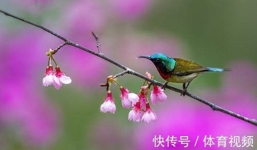 徐熙!苏轼的两首绝句,含蓄隽永,技巧高超,更彰显出不凡气度