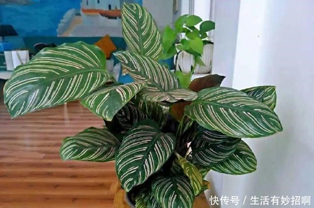 10种花,春天不能晒,躲屋里最安全!10种花,春天不能晒,躲屋里最安全!