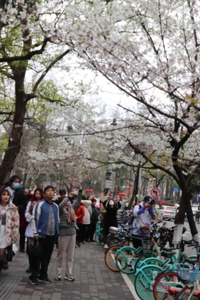 鸡鸣寺樱花开已开，最美800米露真容