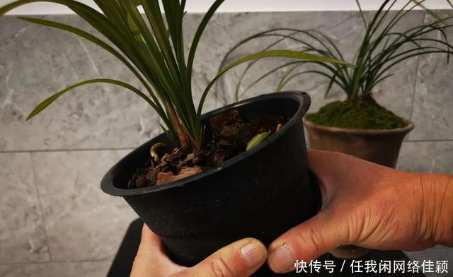 冬天养兰花,盆土结冰的怎么办两个操作一个必须