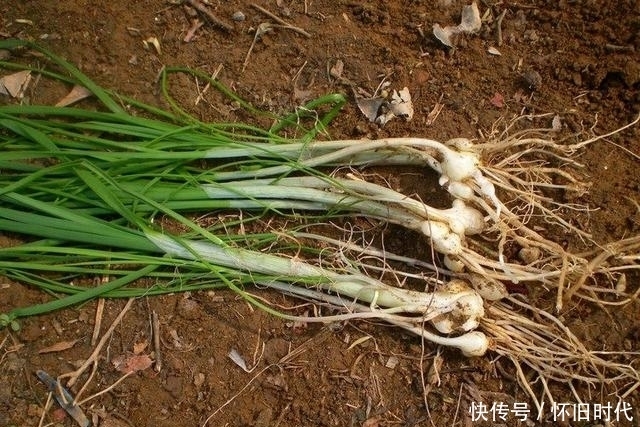 味道|农村这些最常见的野草，不但味道鲜美，而且降血压，治痰热咳喘