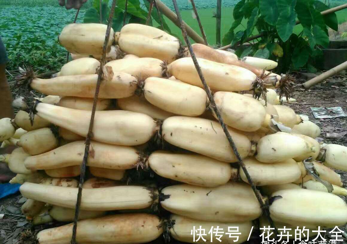 “7孔藕”和“9孔藕”有哪些区别？差别不止一点，弄懂再买也不迟