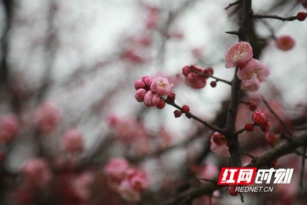 梅花|湖南新田：梅花盛开报春来（组图）