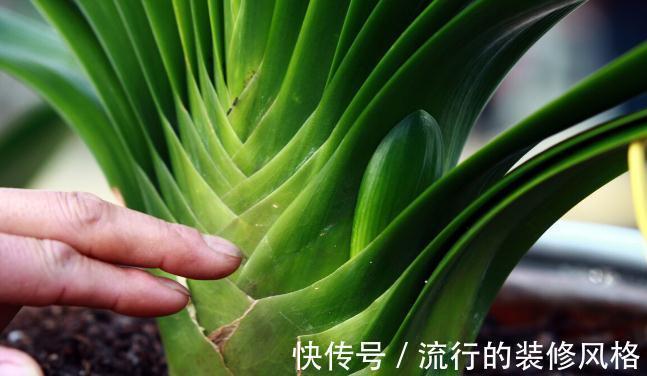 君子兰|君子兰有3个症状,及时处理,否则花期不开花