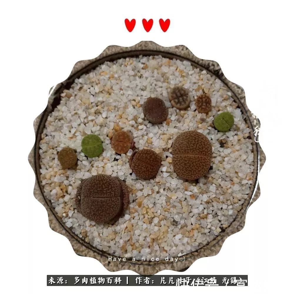 养肉路上,累并快乐着!时光不语,静待花开!