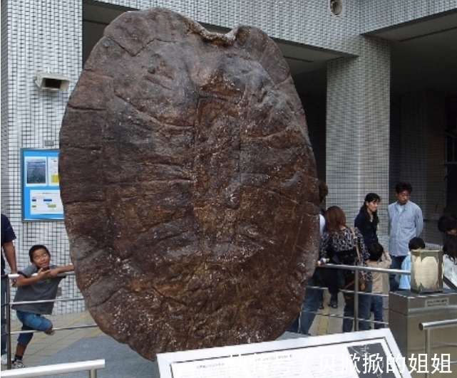 天敌$西游记的载人巨龟真实存在?子弹打不穿乌龟壳,全球只有一种天敌