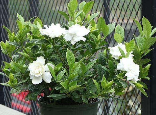 栀子花,杜鹃花总黄叶把它兑水浇盆里,再也不用担心黄叶