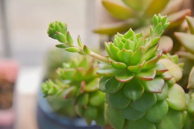 面朝大海的多肉们,在四季变迁中生生不息!