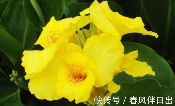 花色|农历7月13日开始,养花养个耐看的,开花幽香暗淡,花色惊艳清新