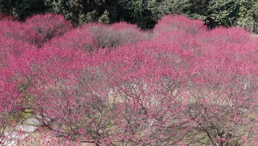 梅花开日是新春 踏春赏梅感受春天气息