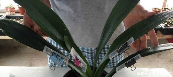 趋光性|君子兰叶片歪歪斜斜不整齐,巧用扑克牌叶片自动对齐长