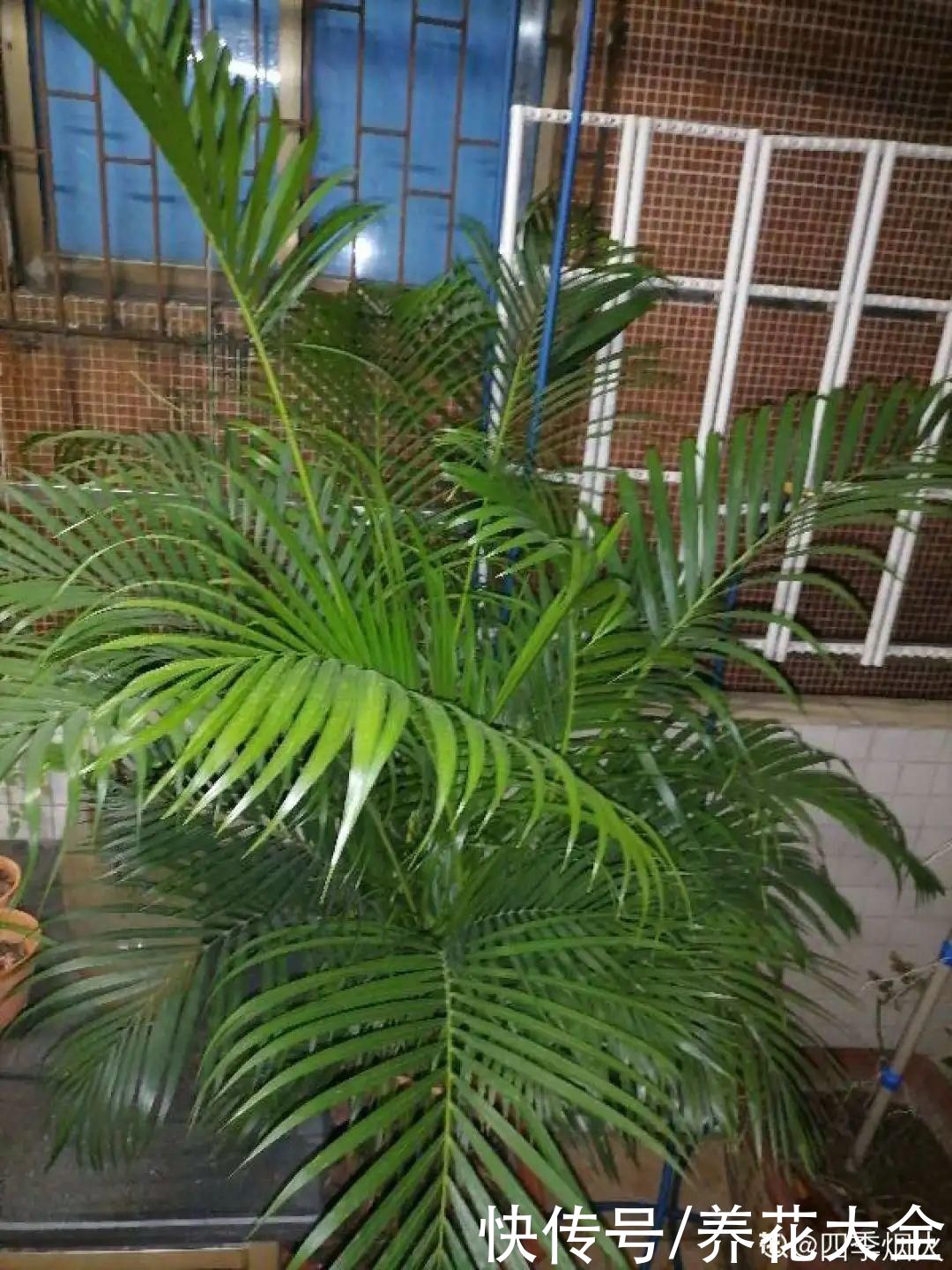 琴叶榕|大叶子耐阴花，室内一定养，叶子比脸大，真凉快