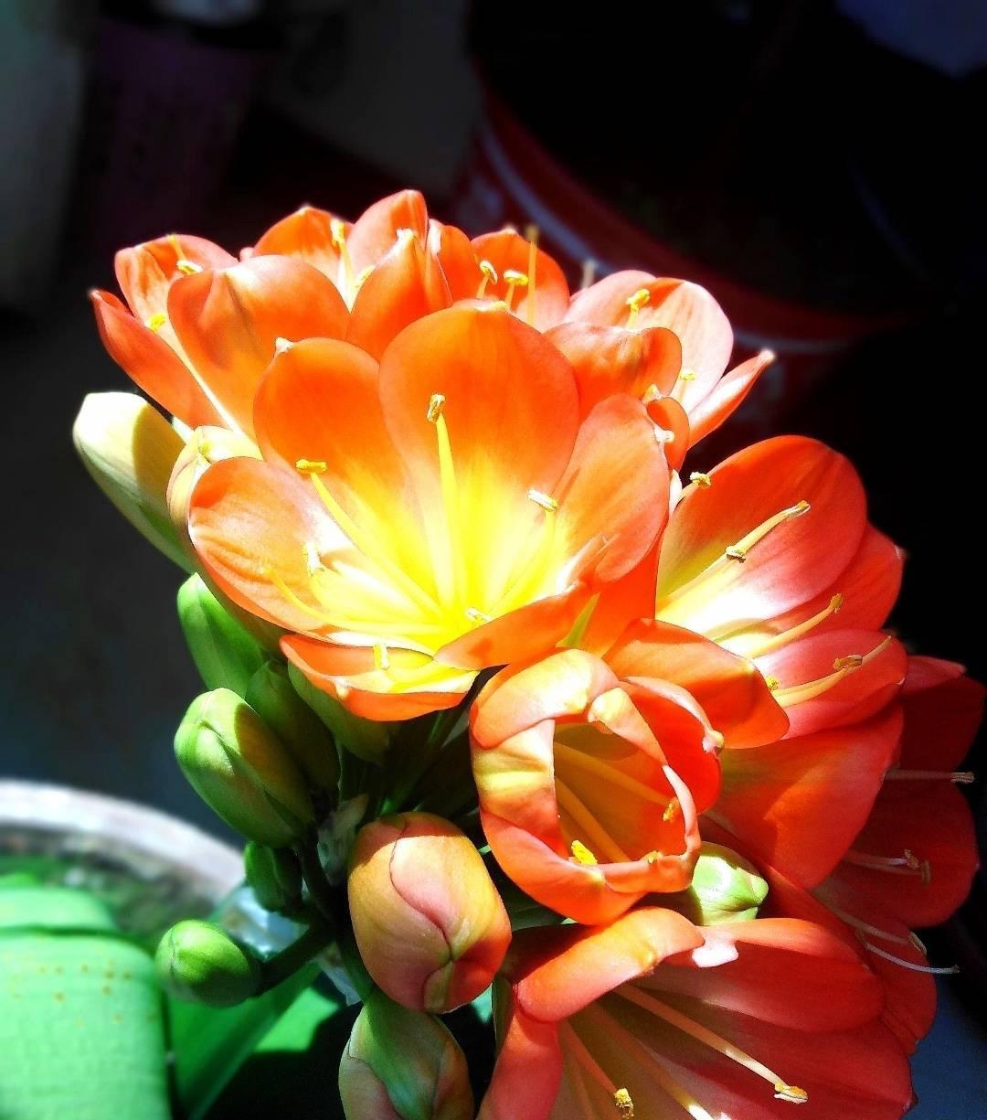 君子兰光长叶不开花该怎么处理?试试2招,开花壮观,一盆变多盆