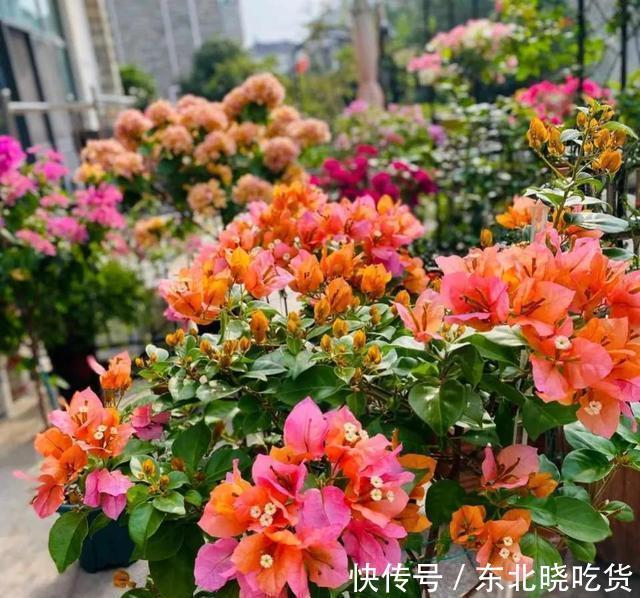 三角梅不发新枝开花少，“喂个小药片”，株型庞大，开花多