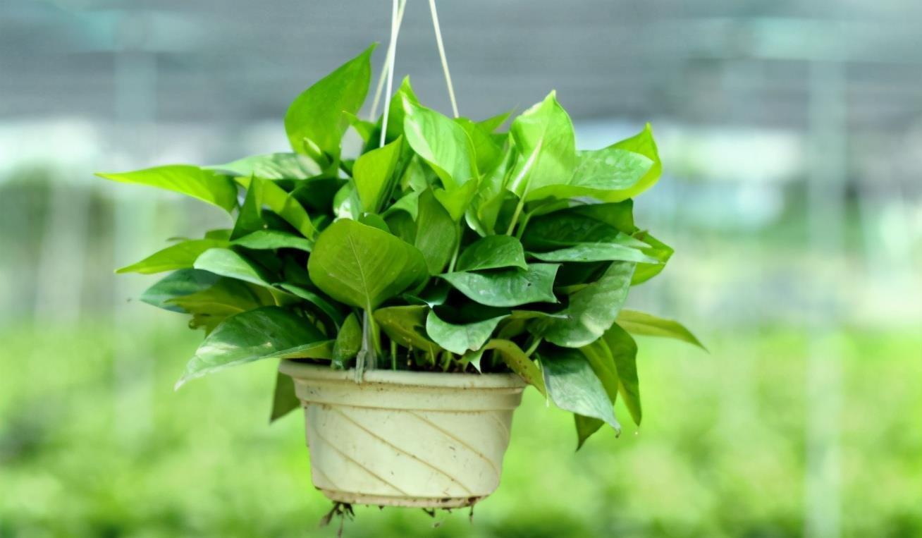 养花用啤酒,该怎么帮助根叶成长,改善土壤排水透气性?