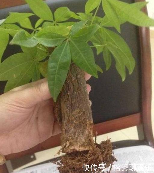 花盆|给花草换盆怕入坑掌握6处正确做法,再不用烦恼伤亡问题