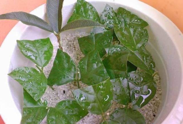 自制|扦插栀子、茉莉,使用垃圾自制“生根器”,7天冒白根,忒好养