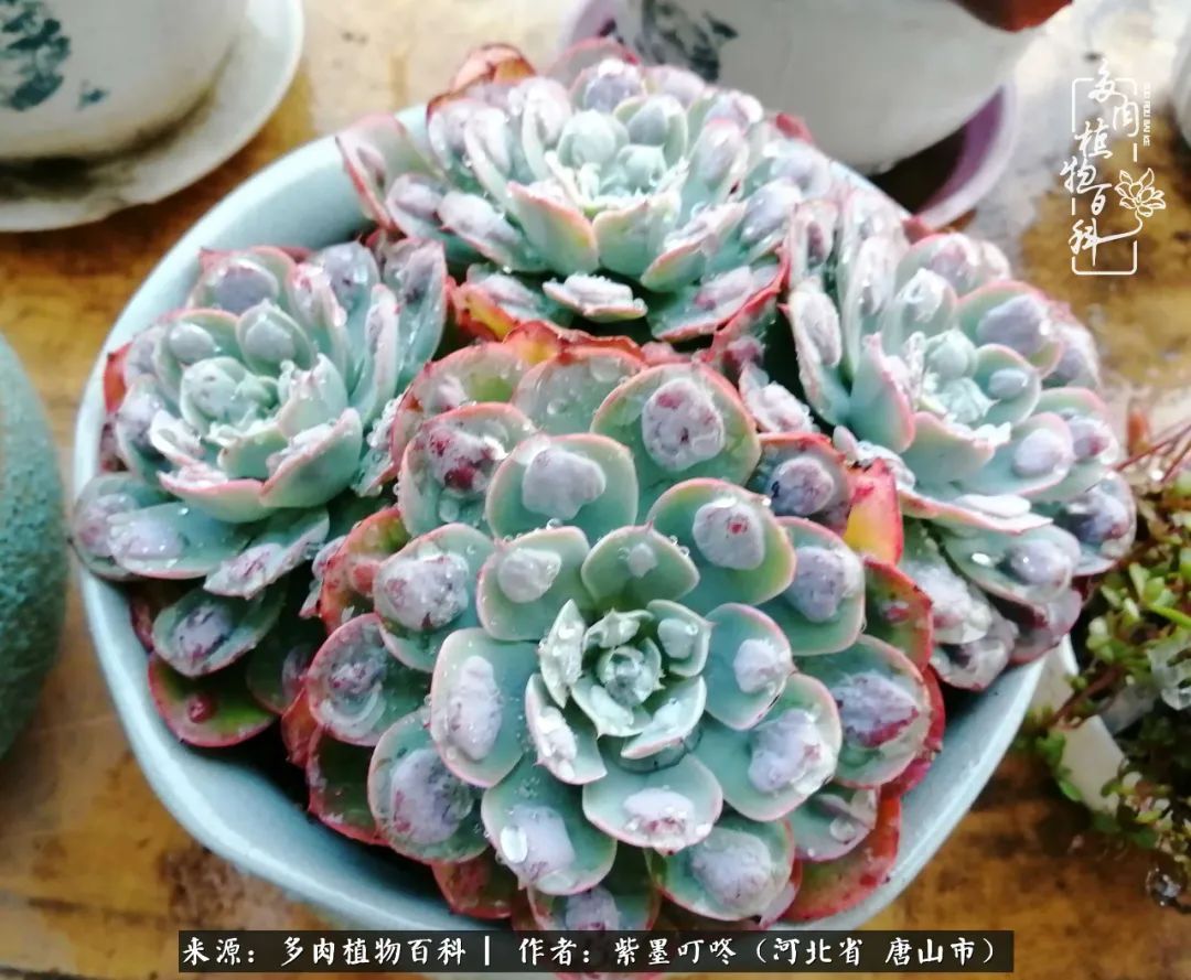 疗愈|从平凡中寻找美感,从噪杂中寻找宁静——多肉给予我的心灵疗愈!