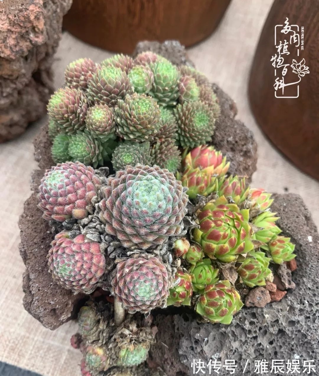 框子|这多肉拼盘这么仙!如何制作达人手把手教你制作长生草拼盘!