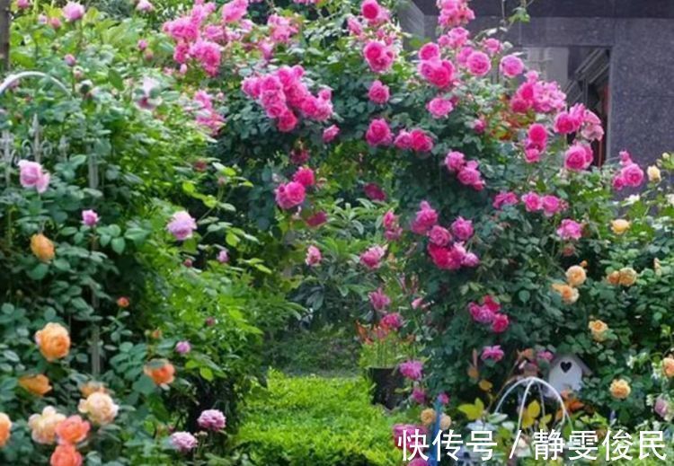 月季|最受欢迎的4种花,被称为“开花机器”,花朵迷人,阵阵花香