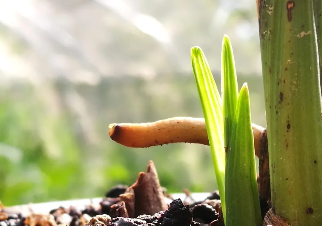 兰友|如何看待兰花的僵苗?兰花会僵苗的原因只有这4个,教你处理方法