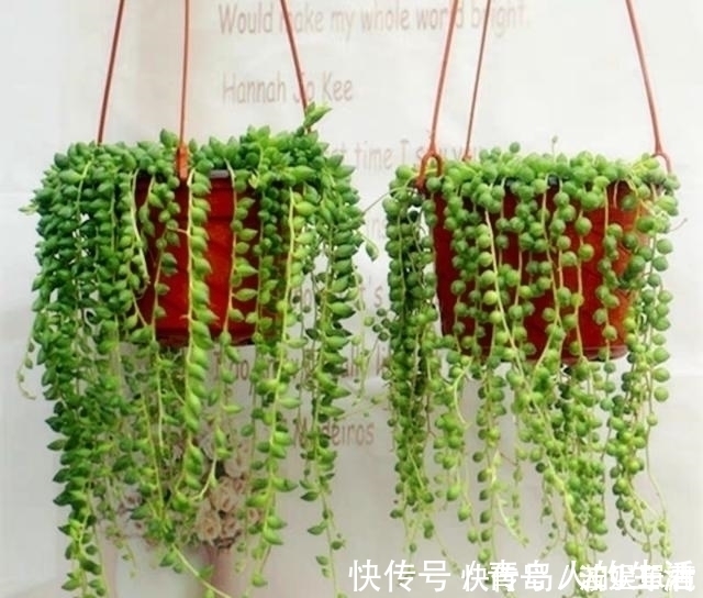 白檀|10款能吊起来养的多肉,一个比一个美,还不占地方