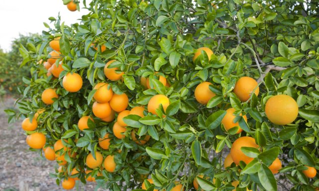 山楂|医学博士：2种水果吃一次半个月难消化，不少家长纵容，平时少买