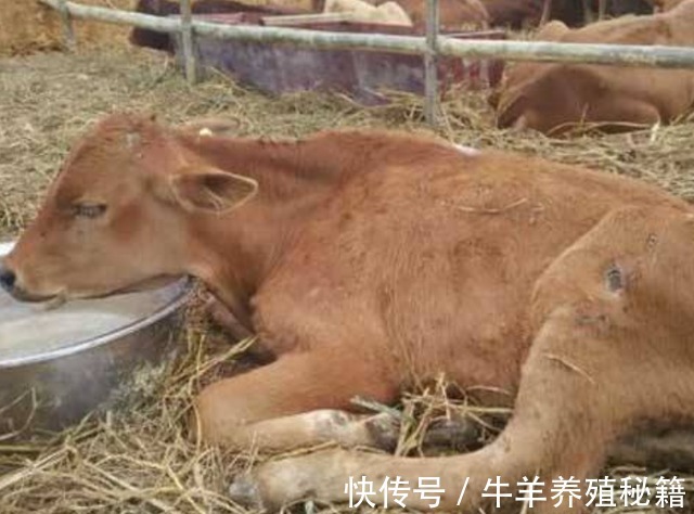 肉牛|牛消化不良积食怎么办？牛胃里有积食不倒嚼用啥药？这里有好方法