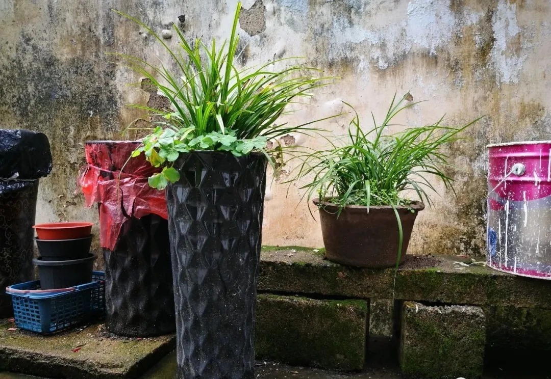 蕙兰|春兰、蕙兰这样种植，4年不翻盆，也从没发现烂根