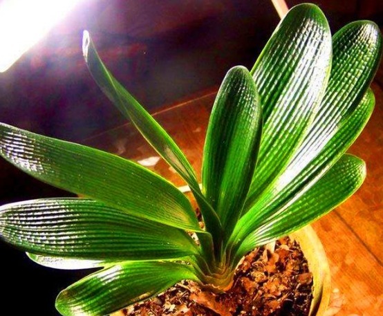 葡萄酒|秋天养君子兰,5件事越早做越好,叶片整齐油绿光亮,冬天开爆盆