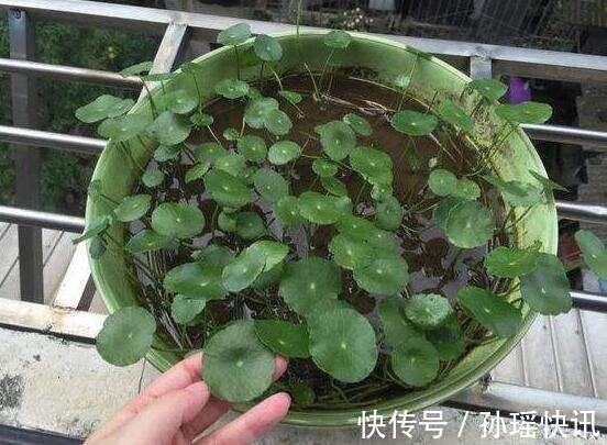 铜钱草又黄又瘦小掌握3个技巧，叶子肥绿，满盆大铜钱