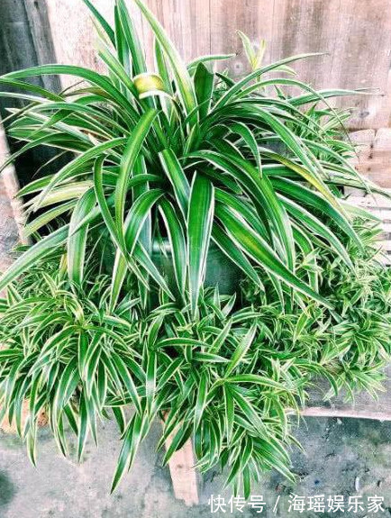 关键|想要绿萝、吊兰长得绿油油，爆成绿瀑布，做好关键这点就够了！